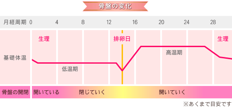 骨盤の変化