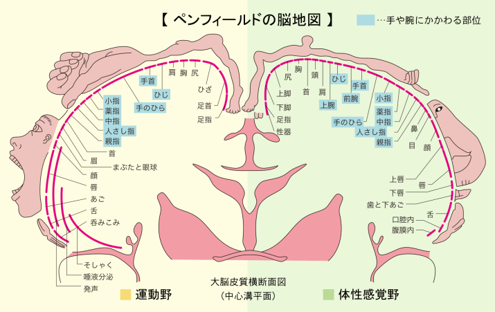 ペンフィールドマップ